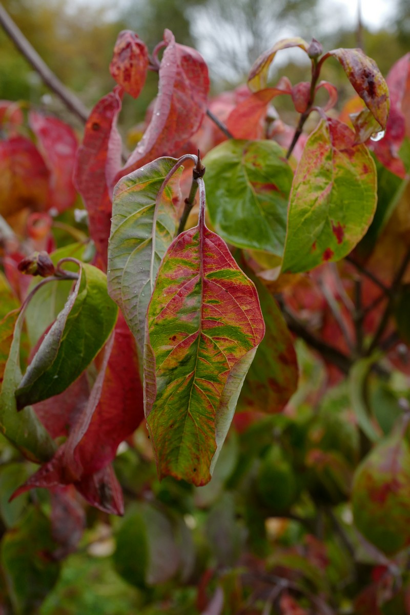 Cornus florida 'Daniela'