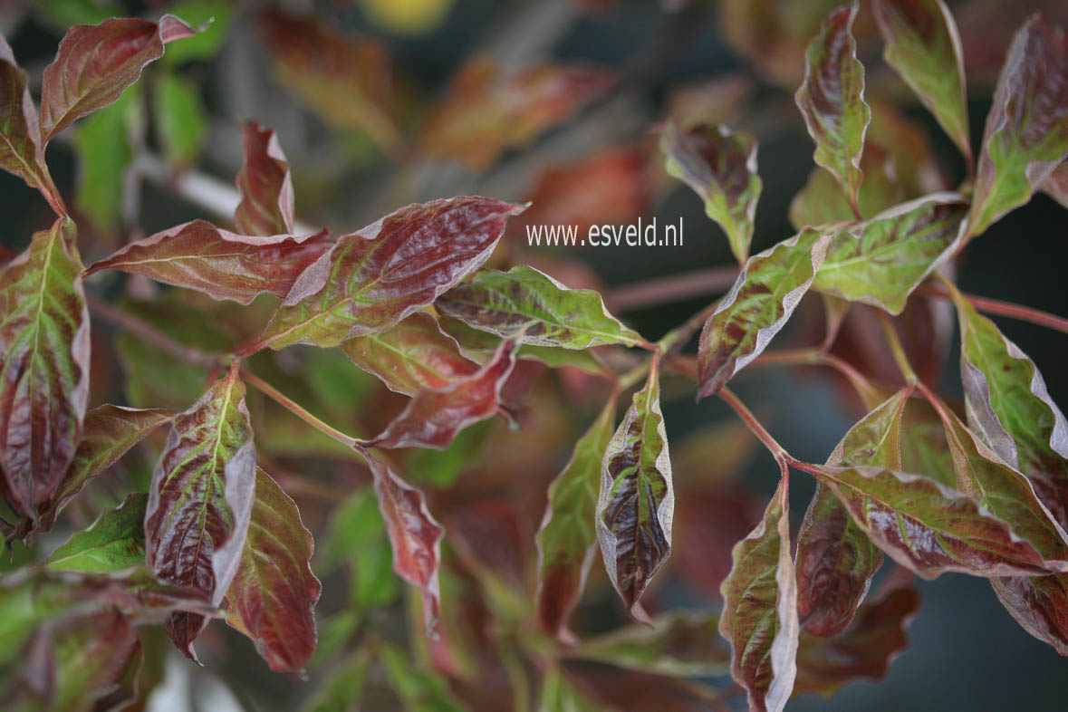 Cornus florida 'Purple Glory'