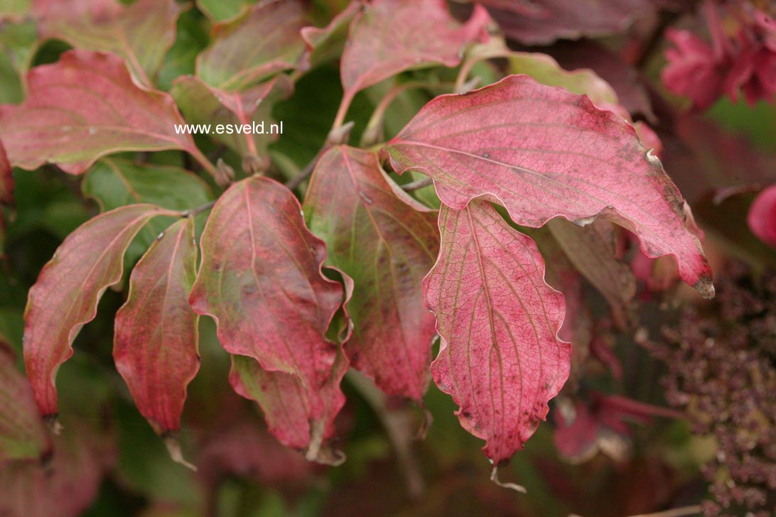 Cornus kousa 'Autumn Rose'
