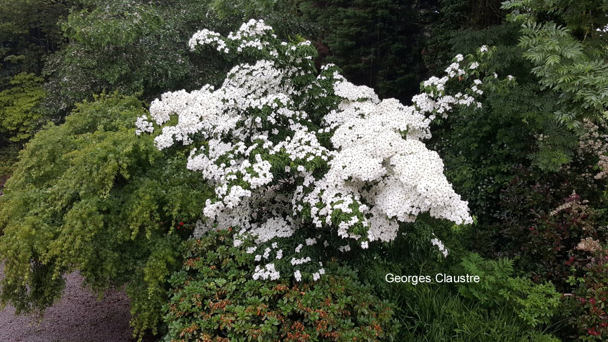 Cornus kousa 'Bodnant'