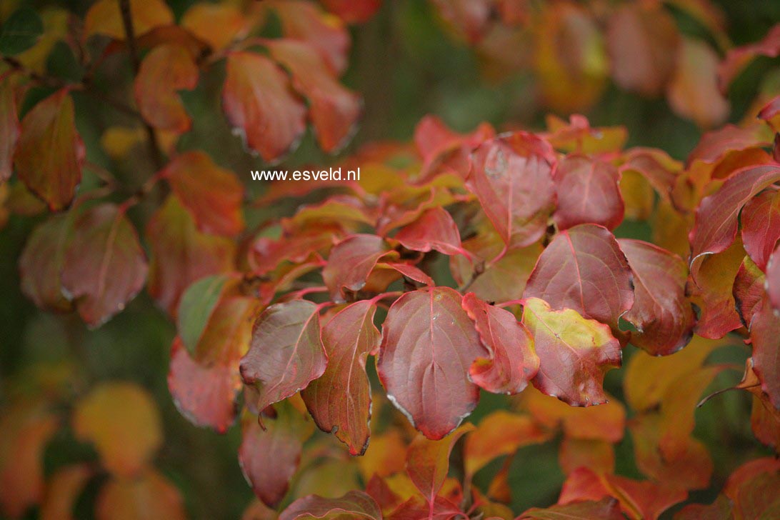 Cornus kousa 'Bultinck's Beauty'