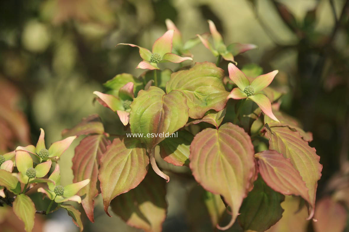 Cornus kousa 'Ed Mezitt'