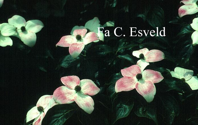 Cornus kousa 'Miss Petty'