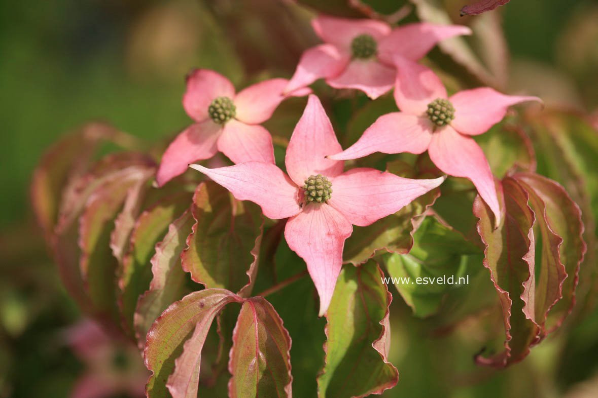 Cornus kousa 'Mount Fuji'