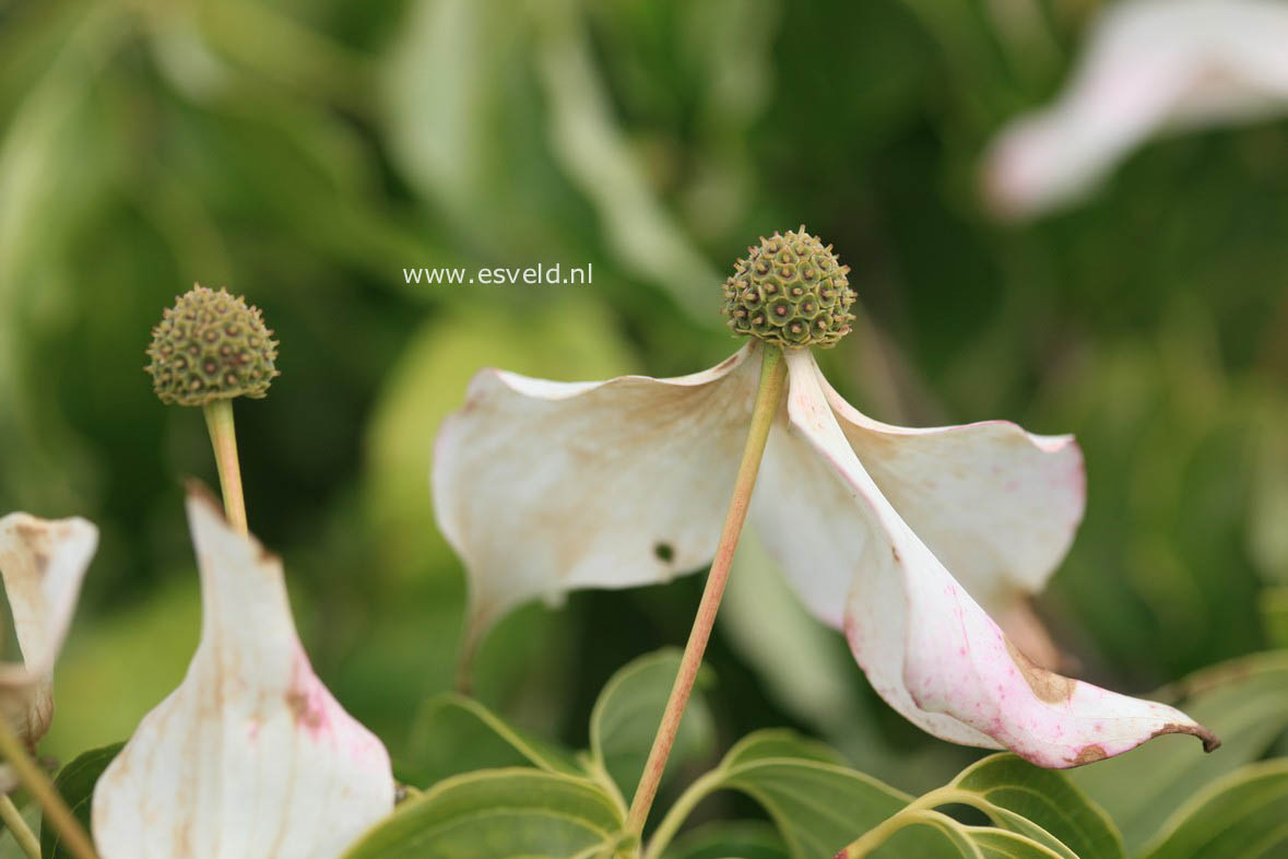 Cornus kousa 'Nicole'