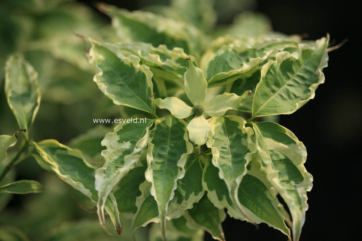 Cornus kousa 'Peve Limbo'