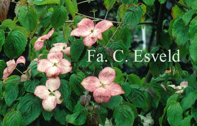 Cornus kousa 'Satomi'