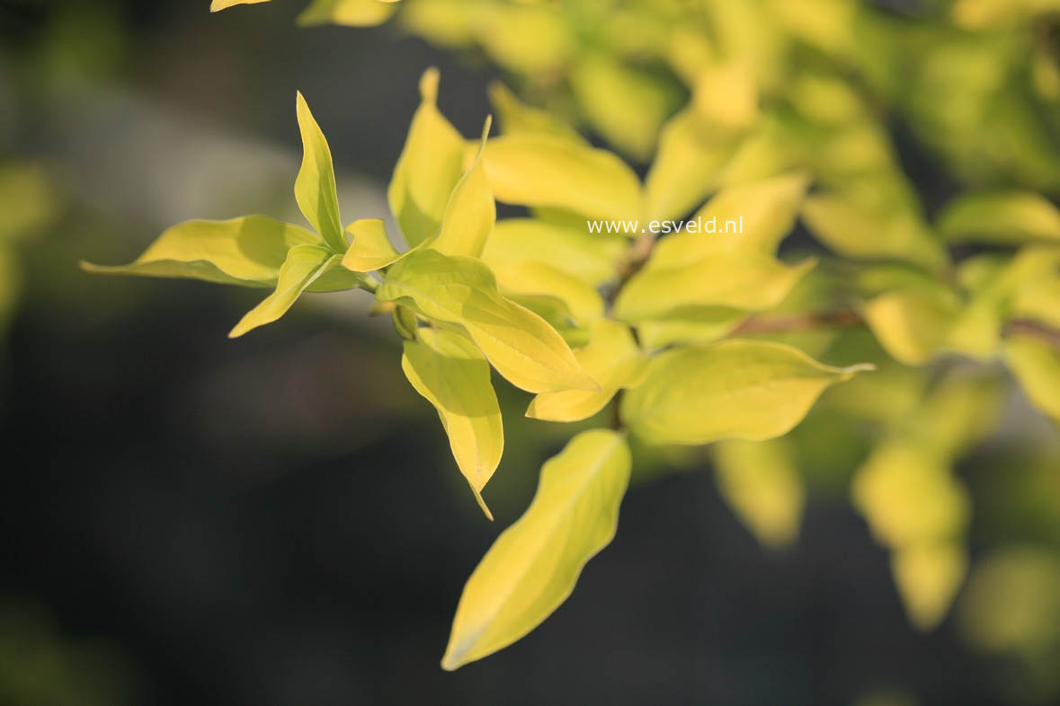 Cornus mas 'Aurea'