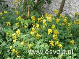 Corydalis lutea