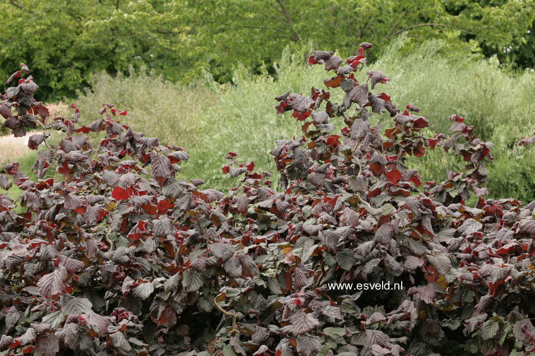 Corylus avellana 'Red Majestic'