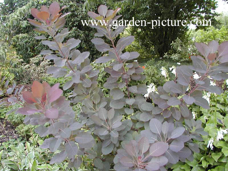 Cotinus 'Grace'