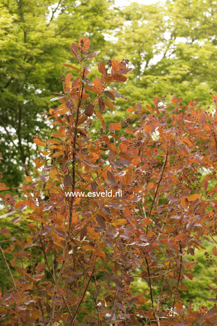 Cotinus coggygria 'Nordine'