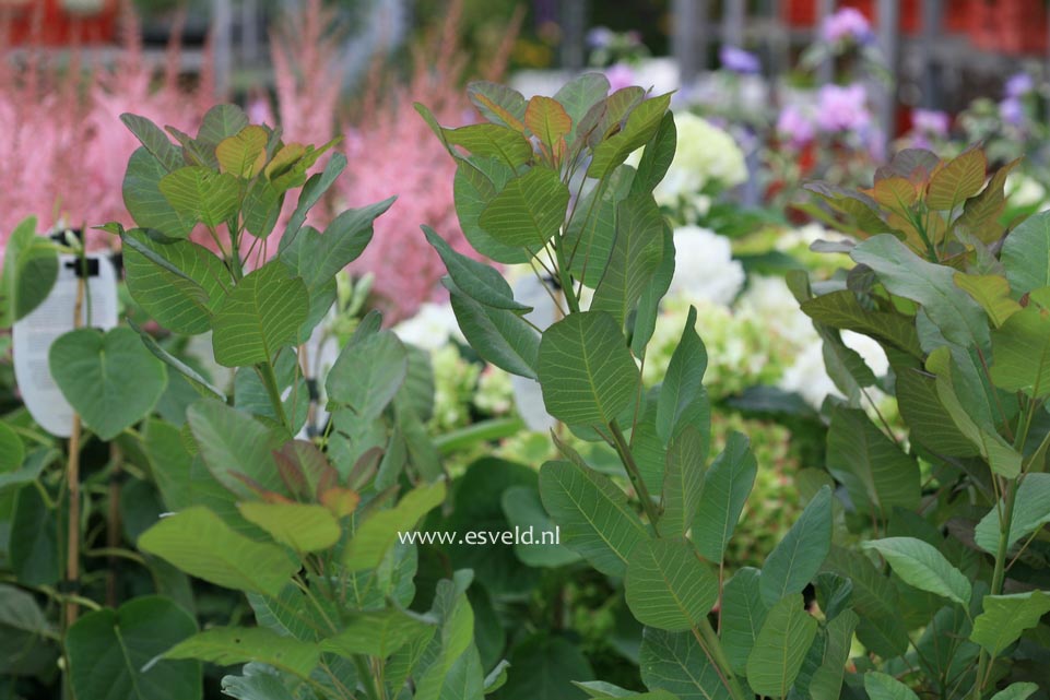 Cotinus coggygria 'Old Fashioned'