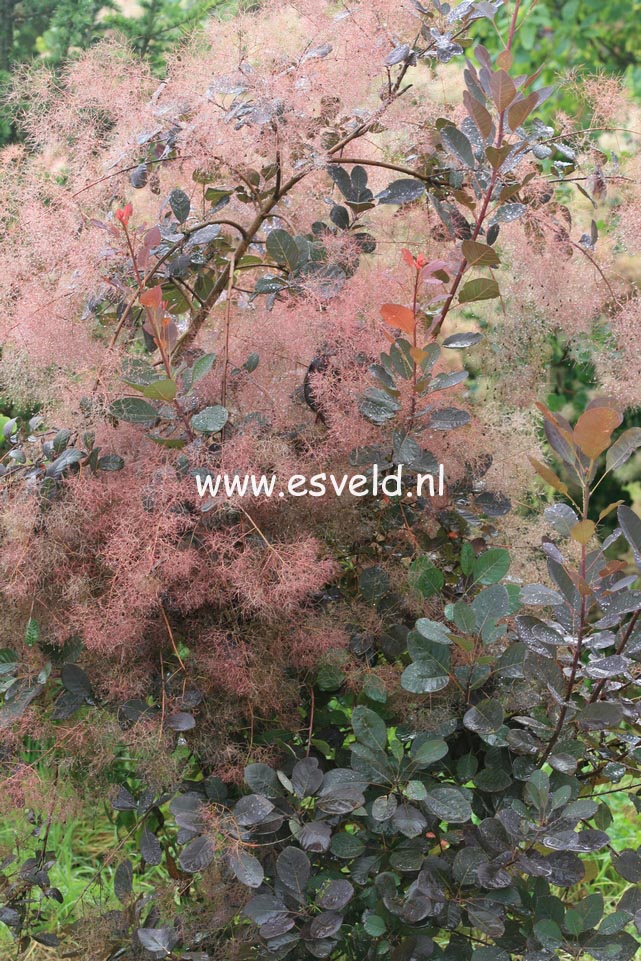Cotinus coggygria 'Purpureus'