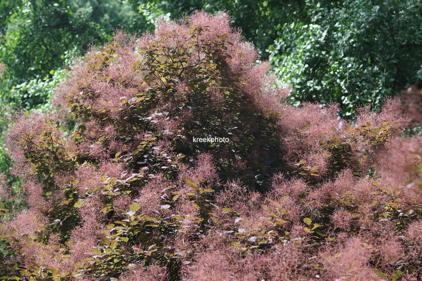 Cotinus coggygria 'Rubrifolius'