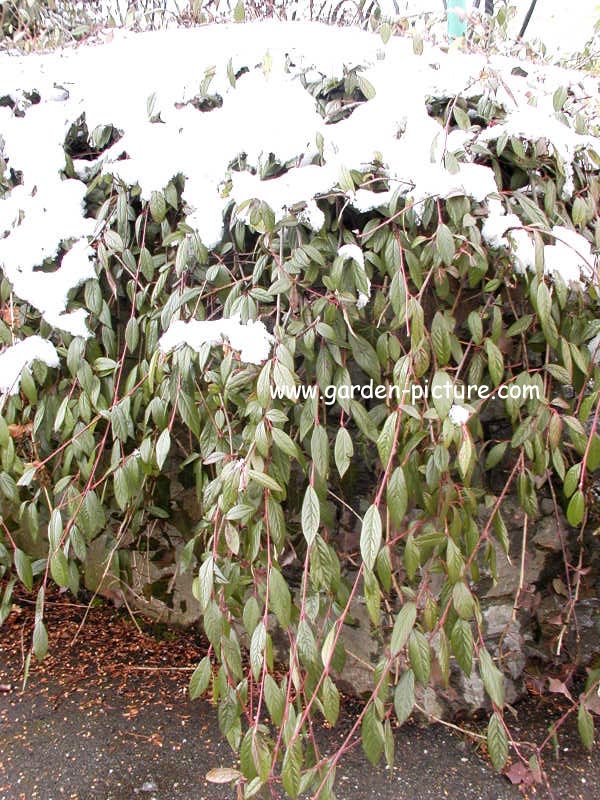 Cotoneaster salicifolius