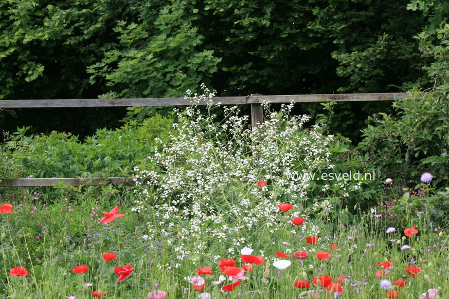 Crambe cordifolia