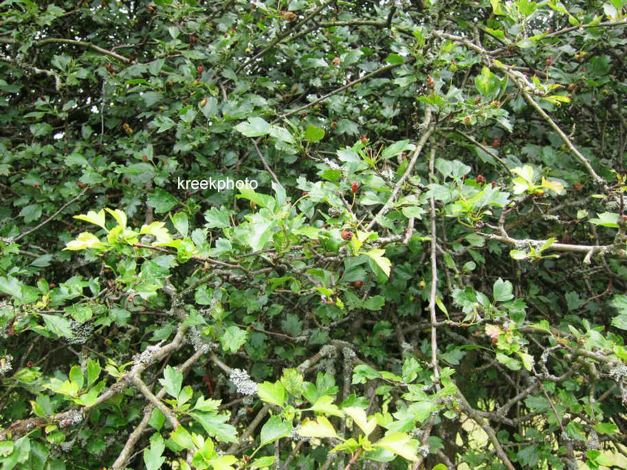 Crataegus laevigata