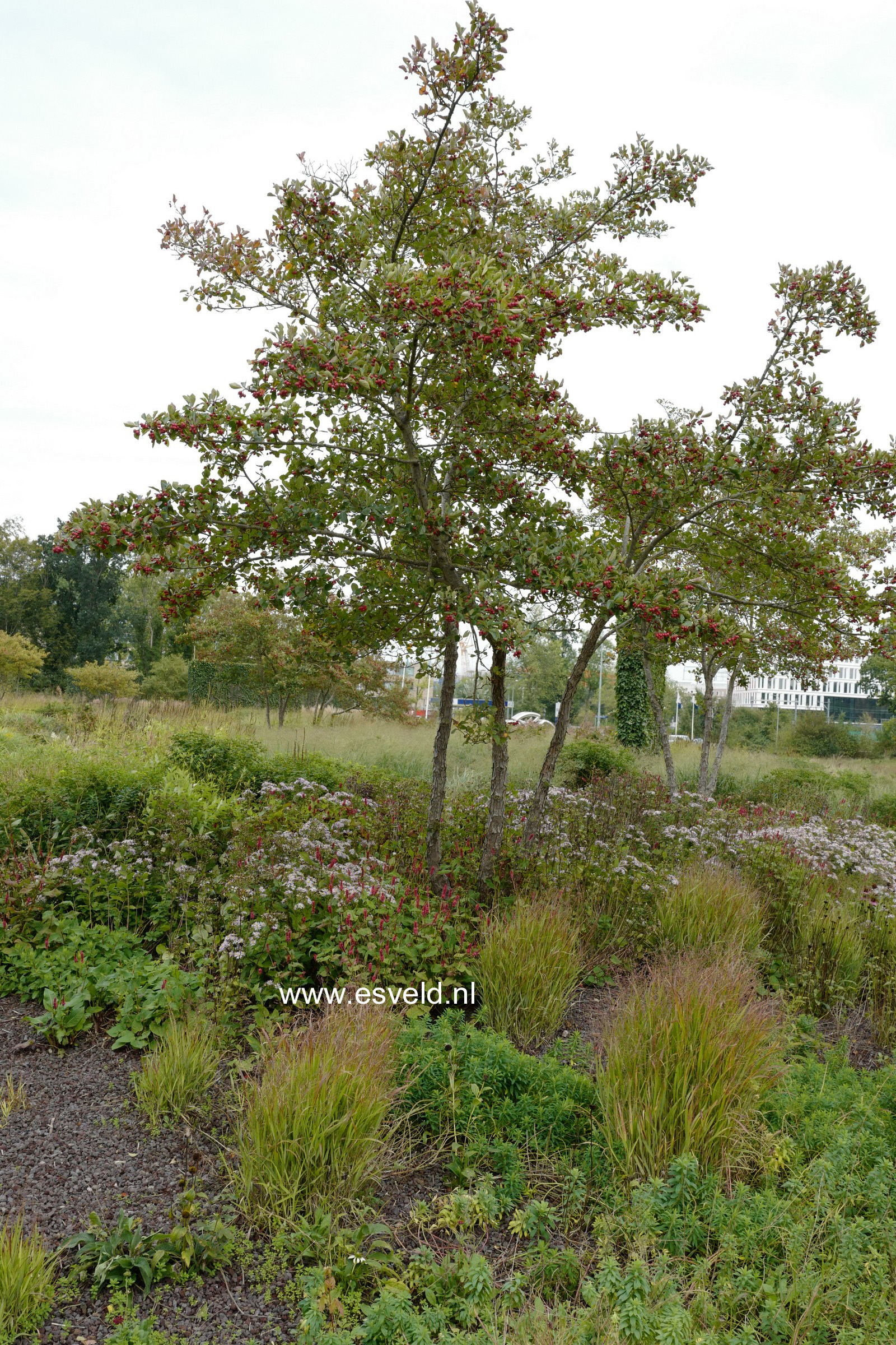 Crataegus persimilis 'Splendens'
