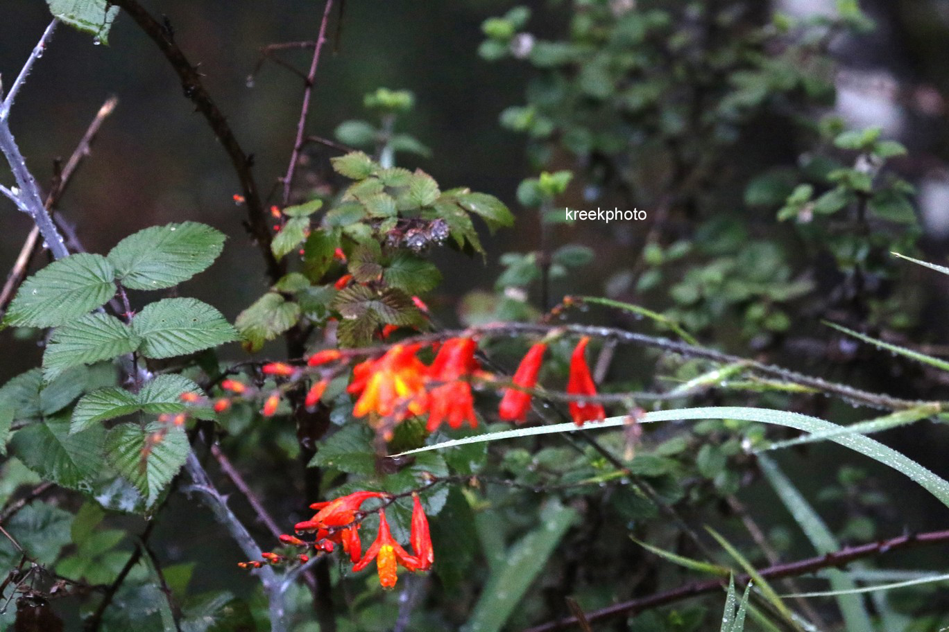 Crocosmia crocosmiiflora
