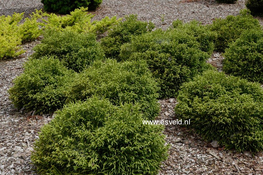 Cryptomeria japonica 'Little Champion'