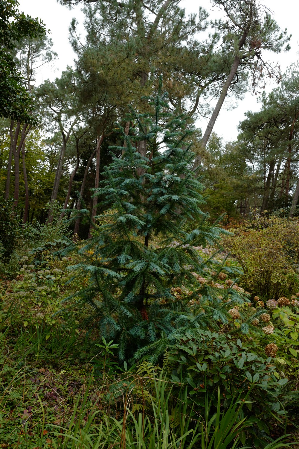 Cunninghamia lanceolata 'Glauca'