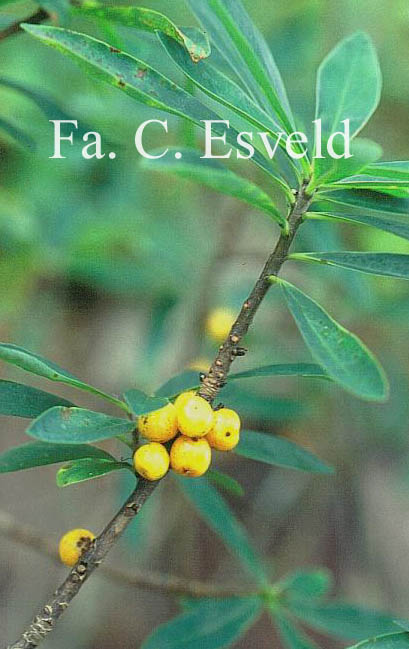 Daphne mezereum 'Alba'