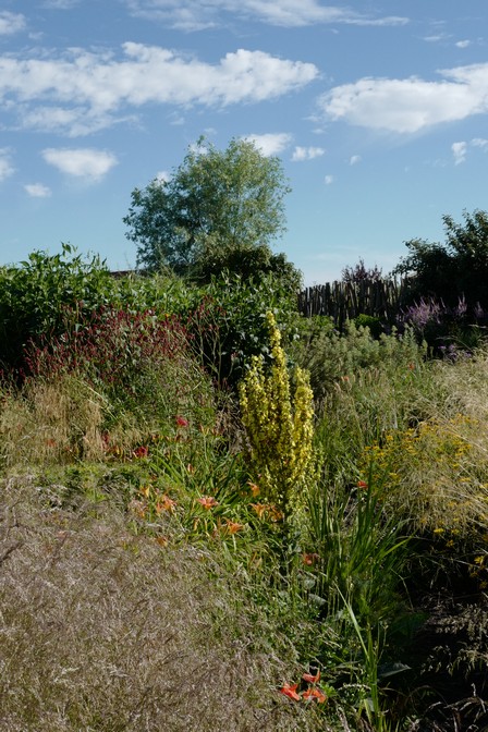 Deschampsia cespitosa