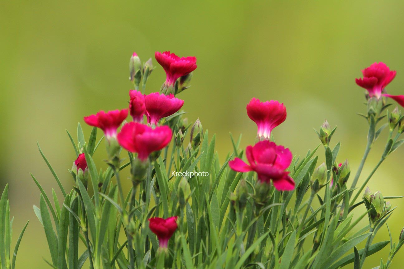 Dianthus (SUNFLOR)