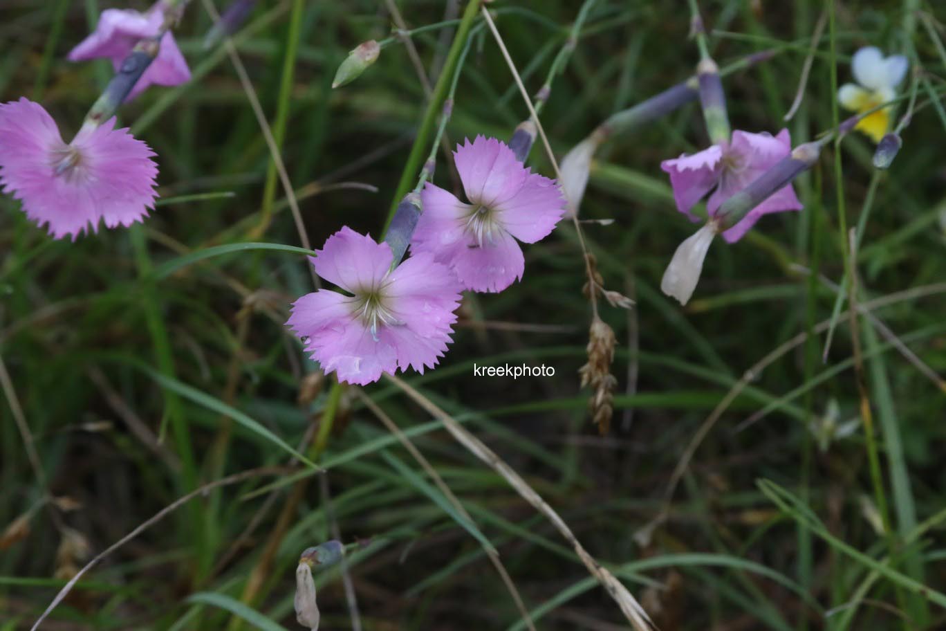 Dianthus alpinus