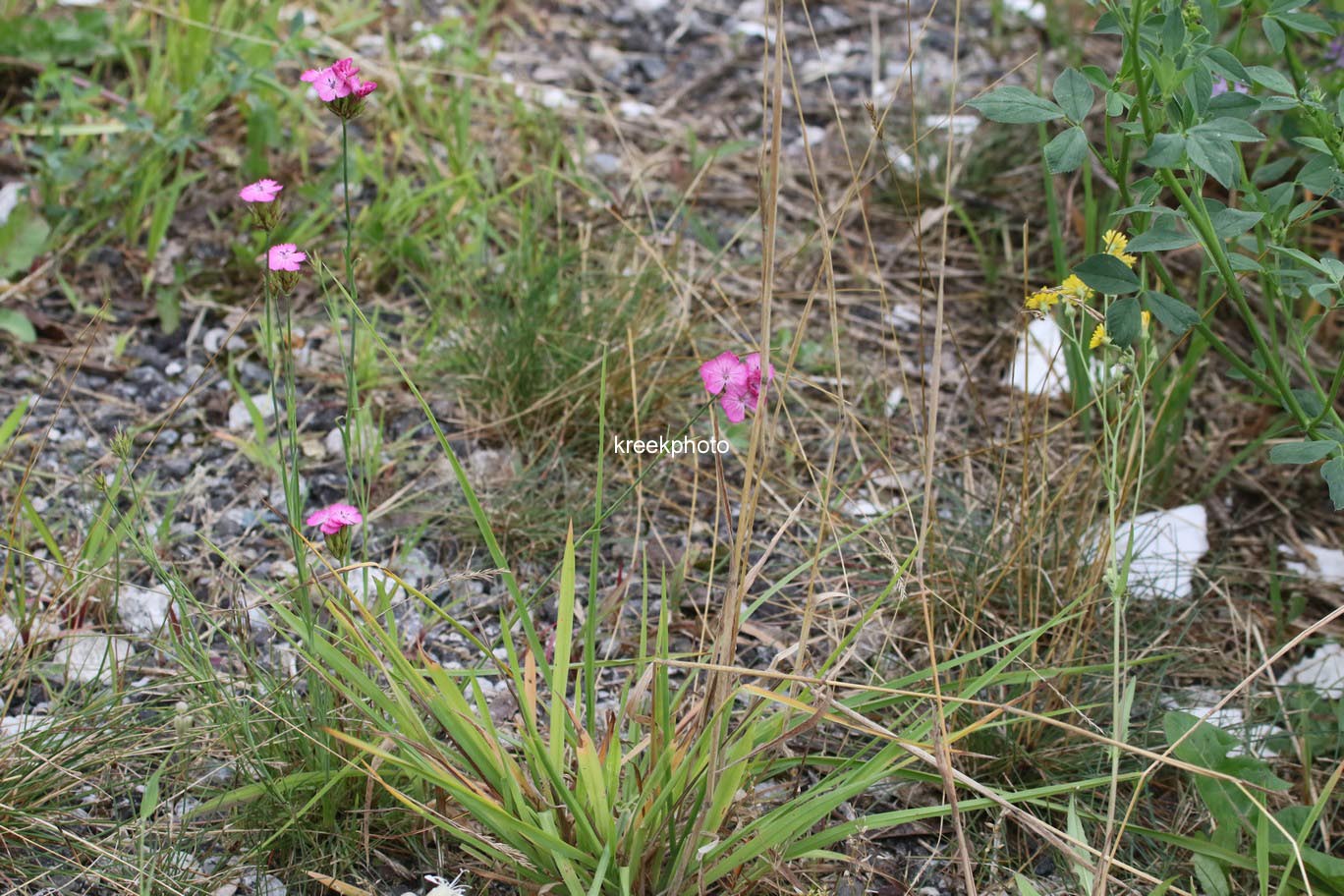 Dianthus carthusianorum