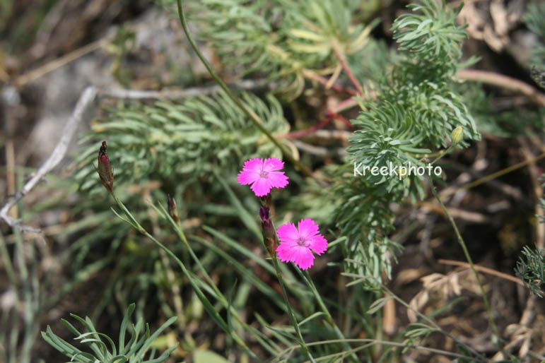 Dianthus deltoides