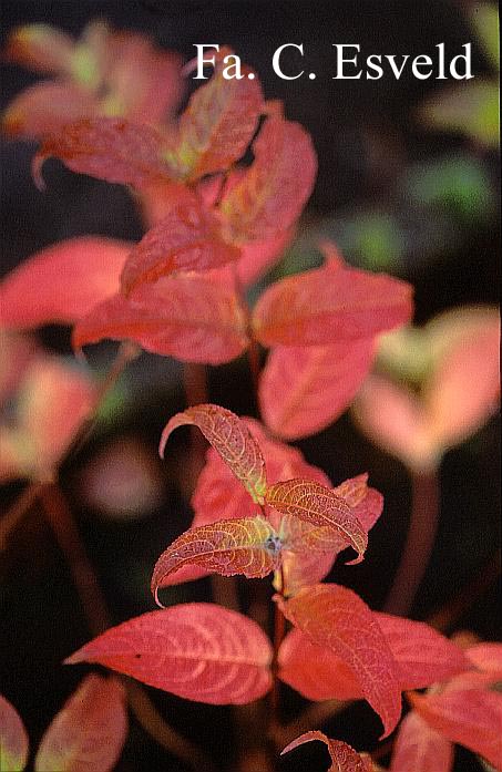 Diervilla sessilifolia