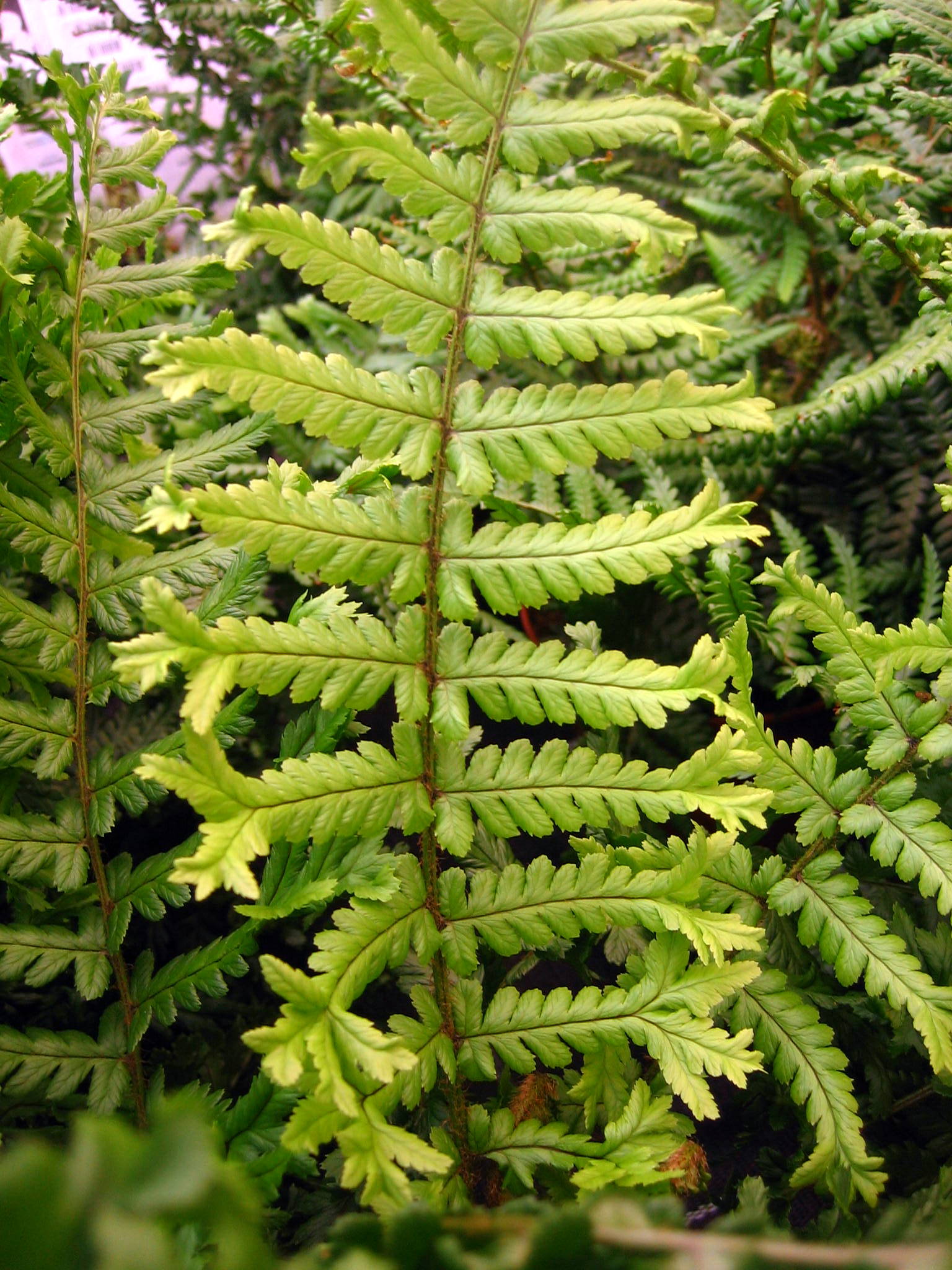 Dryopteris affinis 'Cristata'