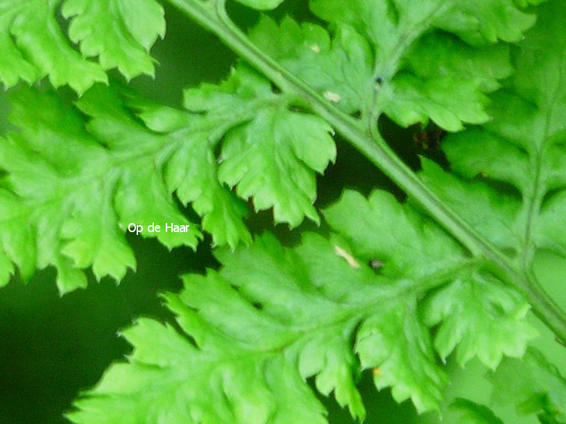 Dryopteris dilatata 'Crispa Whiteside'
