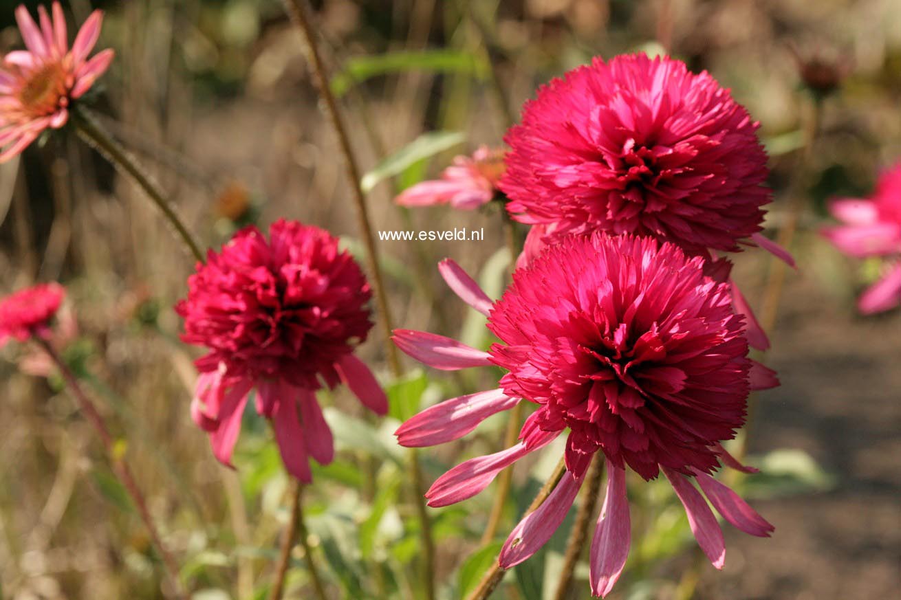 Echinacea purpurea 'Southern Belle'