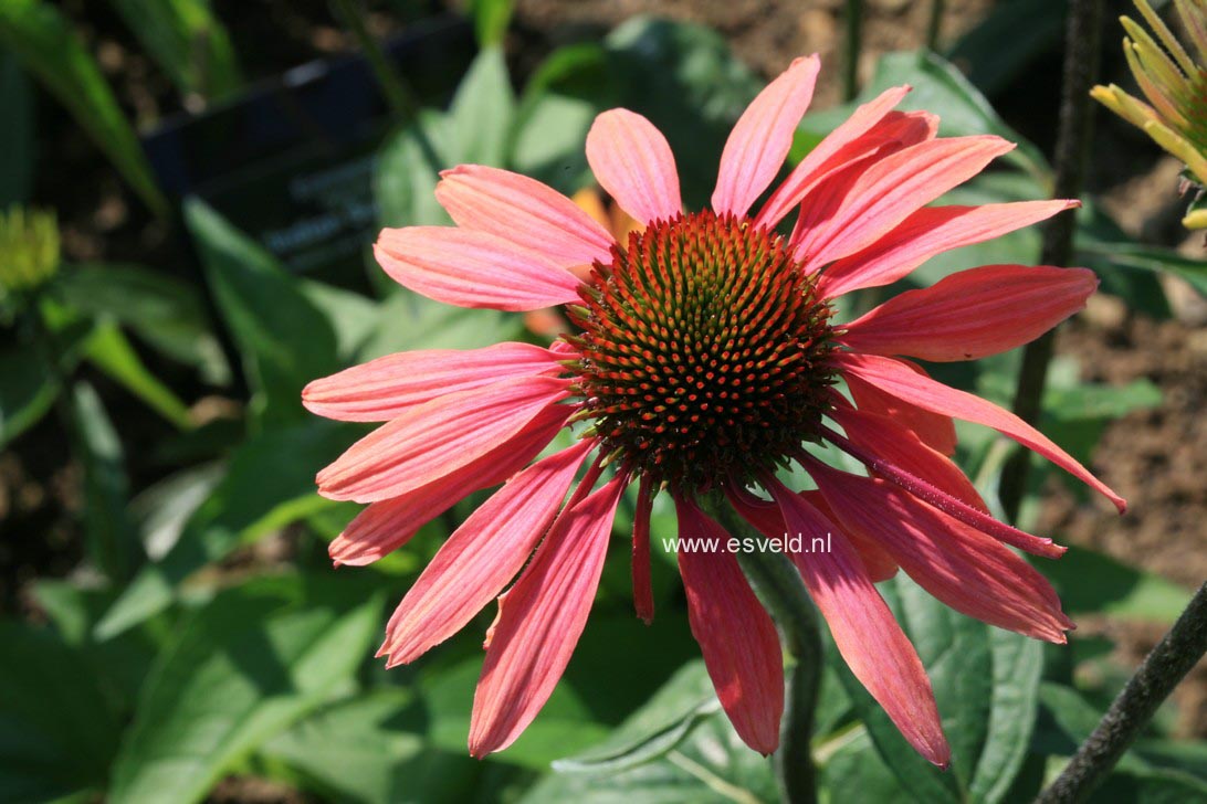 Echinacea purpurea 'Summer Cocktail'