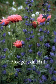 Echium vulgare