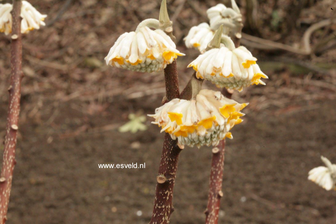Edgeworthia chrysantha 'Grandiflora'