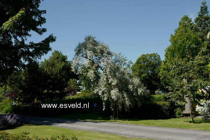 Elaeagnus 'Quicksilver'