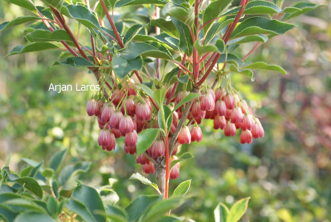 Enkianthus campanulatus 'Miyama beni'