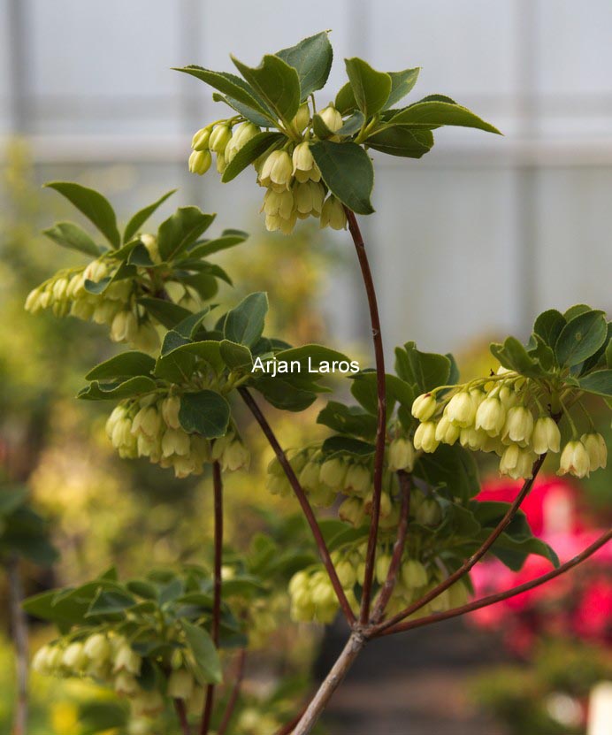 Enkianthus campanulatus 'Sinsetu'