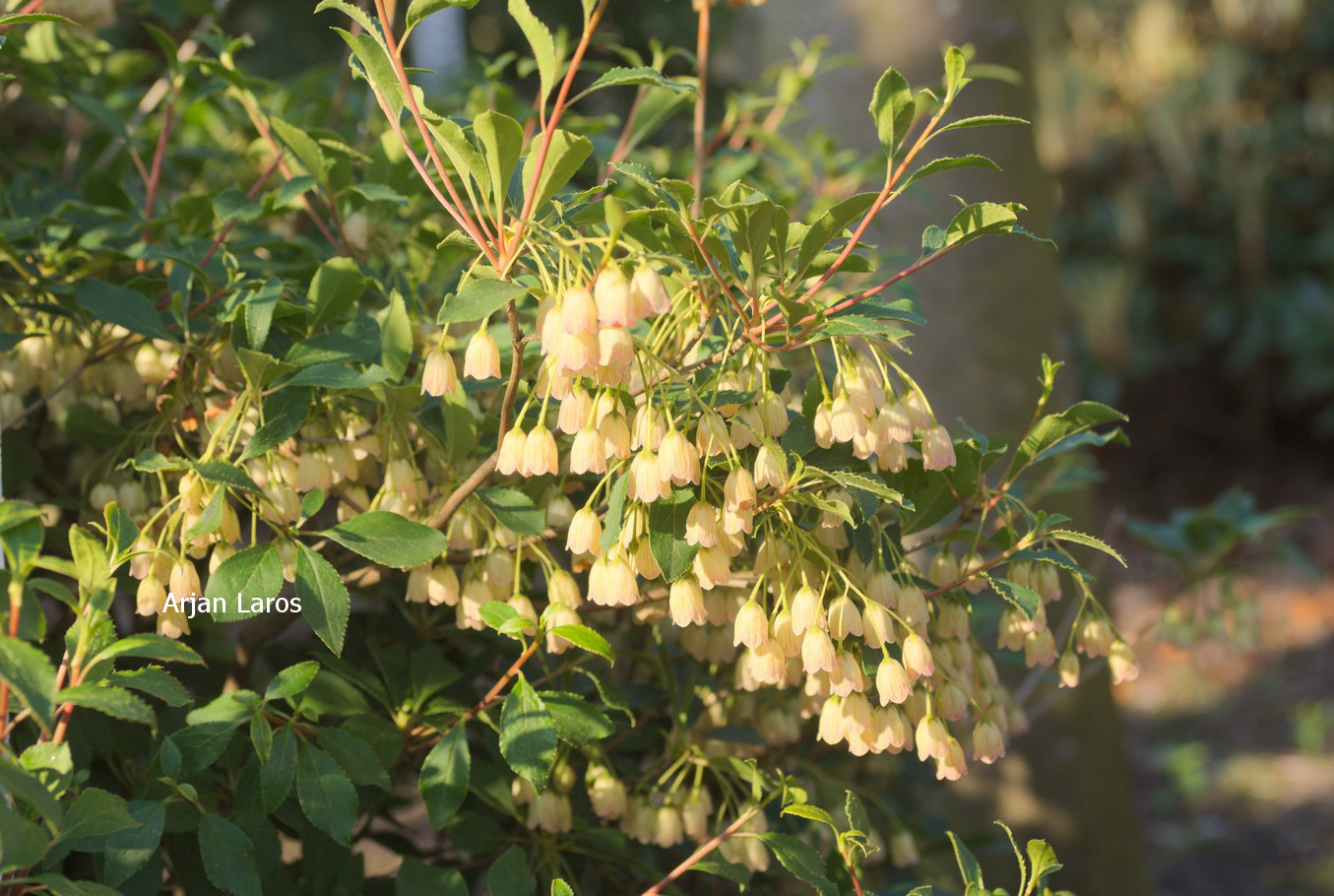 Enkianthus campanulatus 'Wallaby'
