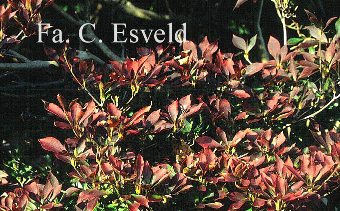 Enkianthus perulatus