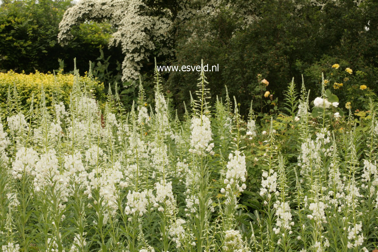 Epilobium angustifolium 'Album'