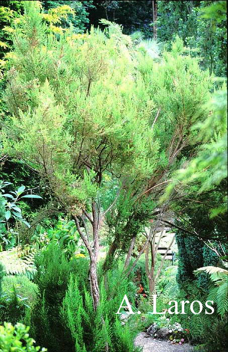 Erica arborea