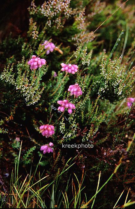 Erica tetralix