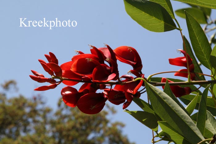 Erythrina crista-galli