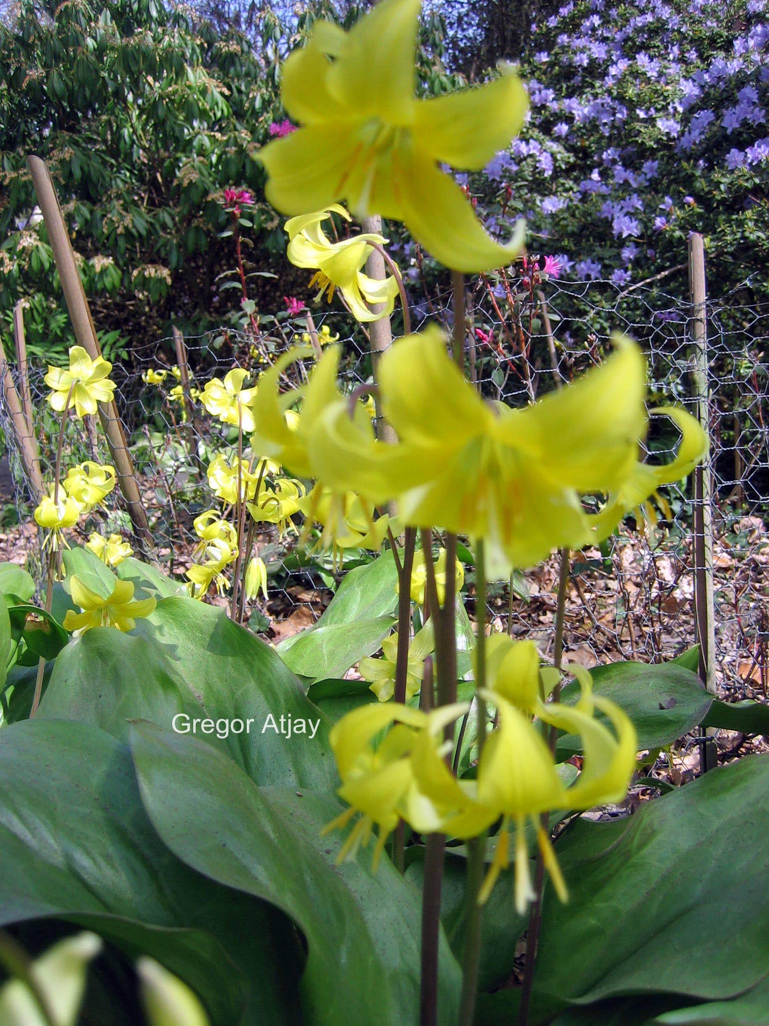 Erythronium 'Pagoda'