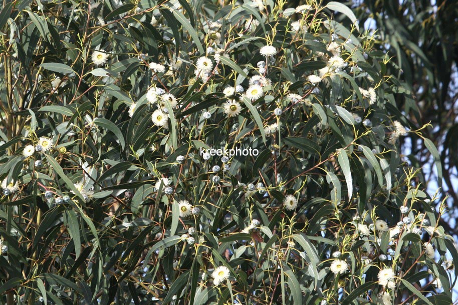 Eucalyptus globulus